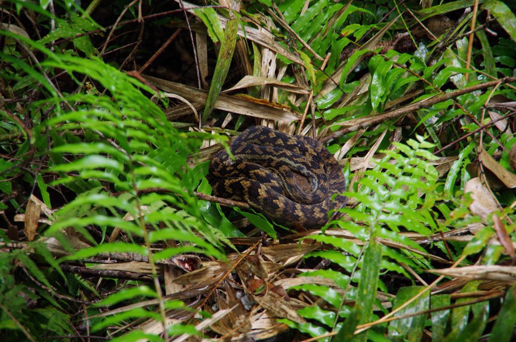 kuranda_scrub_python